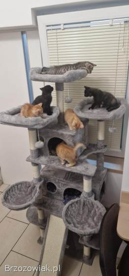 Oddam małe śliczne kotki