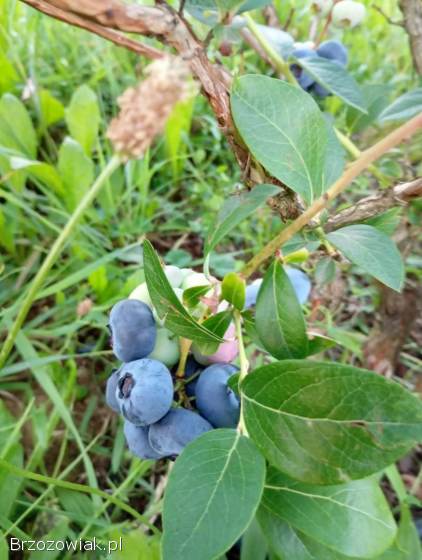 Przepyszne borówki amerykańskie