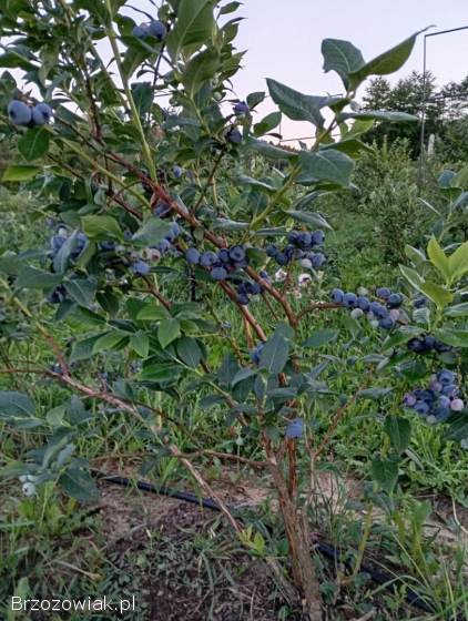 Przepyszne borówki amerykańskie