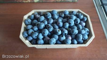 Przepyszne borówki amerykańskie