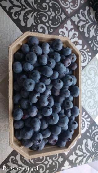 Przepyszne borówki amerykańskie