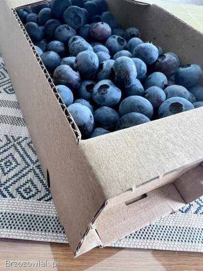 Borówki amerykańskie -  Borówka