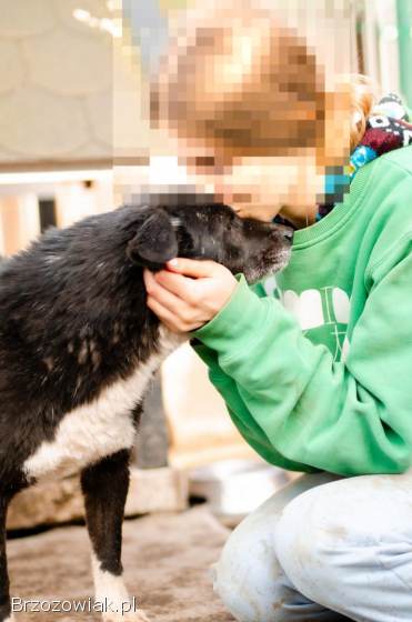 Wania -  uratowany przed wojną psiak szuka domu!