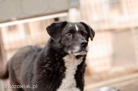 Wania -  uratowany przed wojną psiak szuka domu!