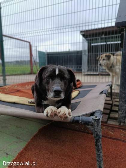 Wania -  uratowany przed wojną psiak szuka domu!