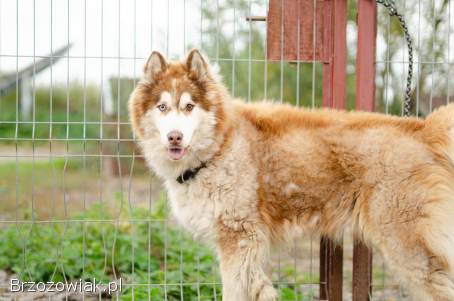 Drako -  piękny MALAMUT szuka domu tymczasowego!