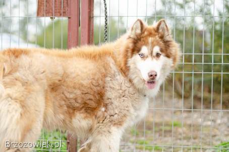 Drako -  piękny MALAMUT szuka domu tymczasowego!