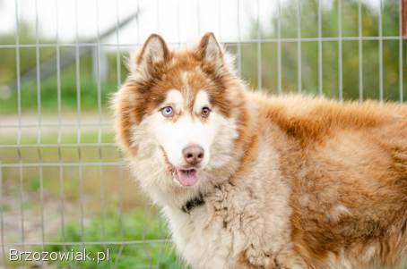 Drako -  piękny MALAMUT szuka domu tymczasowego!