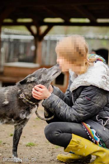 Skrzywdzony Hektor BŁAGA o dom na jesień życia!