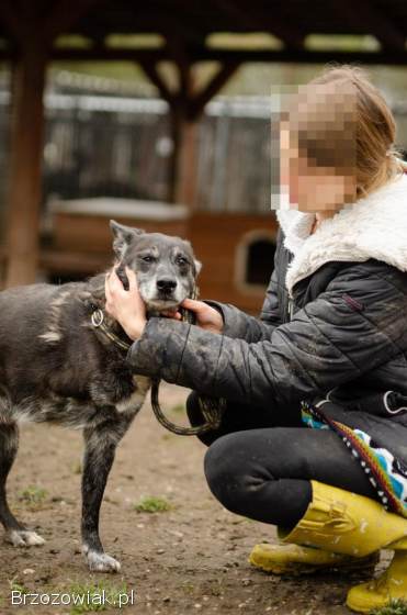 Skrzywdzony Hektor BŁAGA o dom na jesień życia!