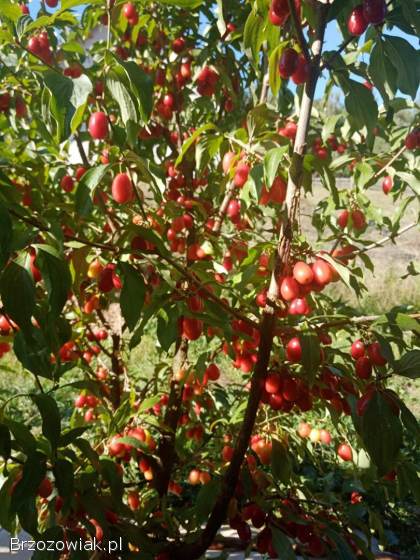 Owoce derenia jadalnego.  Dereń jadalny