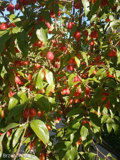 Owoce derenia jadalnego.  Dereń jadalny