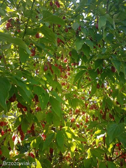 Owoce derenia jadalnego.  Dereń jadalny