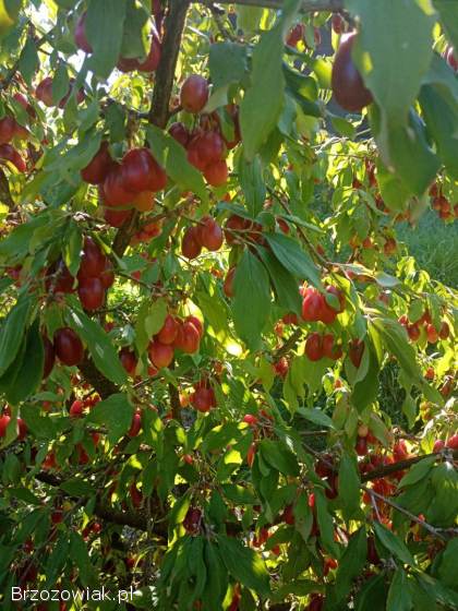 Owoce derenia jadalnego.  Dereń jadalny