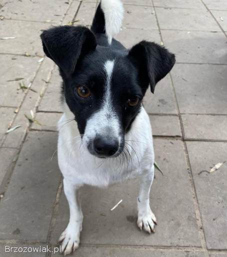 Kazia -  kruszynka szuka odpowiedzialnego domu!