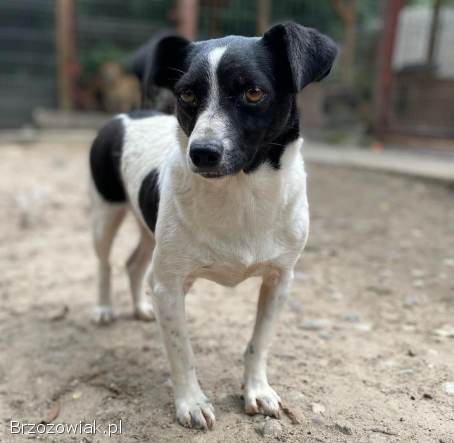 Kazia -  kruszynka szuka odpowiedzialnego domu!