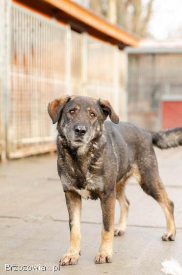 Gaja,  mądra,  wspaniała sunia za kratami,  pomocy!