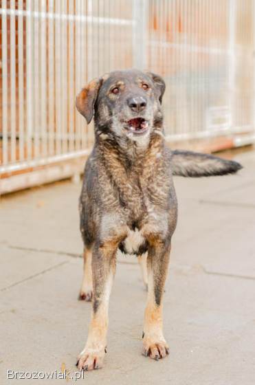 Gaja,  mądra,  wspaniała sunia za kratami,  pomocy!