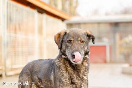 Gaja,  mądra,  wspaniała sunia za kratami,  pomocy!