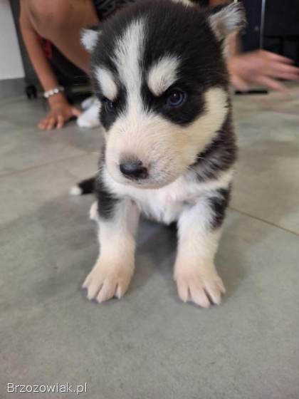 Szczeniaki Husky