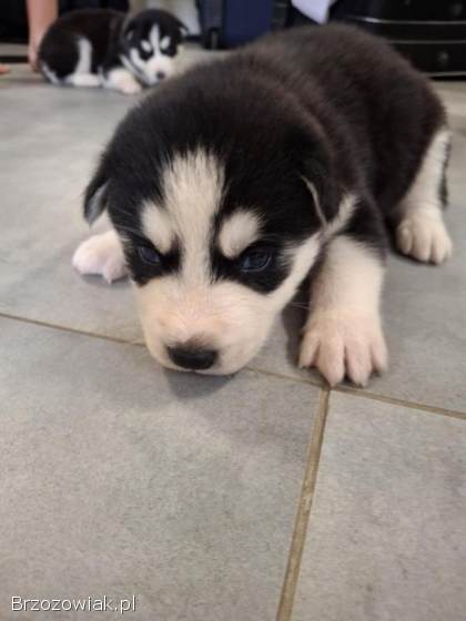 Szczeniaki Husky