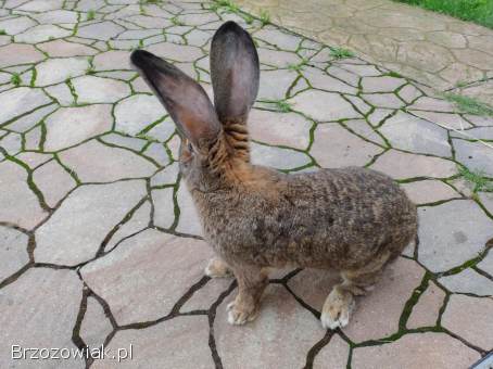 Królik olbrzym belgijski