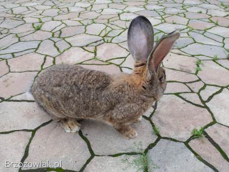 Królik olbrzym belgijski