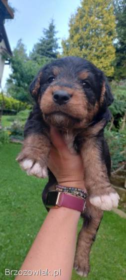 Foxterier,  terrier walijski,  szorstkowłosy psy i suka,  terier polujący,  foksterie