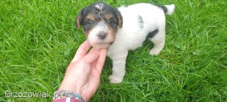 Foxterier,  terrier walijski,  szorstkowłosy psy i suka,  terier polujący,  foksterie