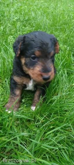 Foxterier,  terrier walijski,  szorstkowłosy psy i suka,  terier polujący,  foksterie