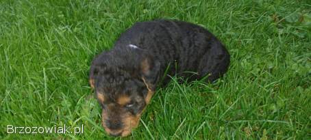 Foxterier,  terrier walijski,  szorstkowłosy psy i suka,  terier polujący,  foksterie