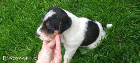 Foxterier,  terrier walijski,  szorstkowłosy psy i suka,  terier polujący,  foksterie