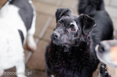 Teoś -  jego życie było piekłem,  teraz czeka na dom!