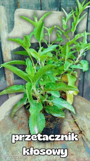 Sadzonki: irga,  przetacznik,  werbena patagońska