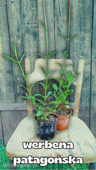 Sadzonki: irga,  przetacznik,  werbena patagońska