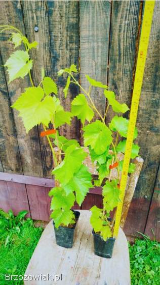 Sadzonki winorośli Svenson Red – wyjątkowa odmiana deserowa!