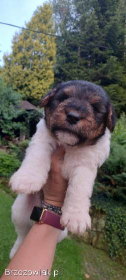 Foksterier,  terier walijski,  psy,  suka szorstkowłosy