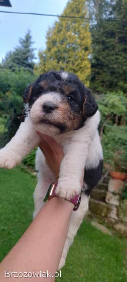 Foksterier,  terier walijski,  psy,  suka szorstkowłosy