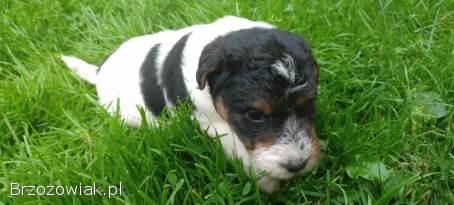 Foksterier,  terier walijski,  psy,  suka szorstkowłosy