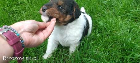 Foksterier,  terier walijski,  psy,  suka szorstkowłosy