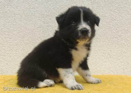 BORDER COLLIE z Hodowli -  Rasowy pies z pełną dok.  przebadani rodzice