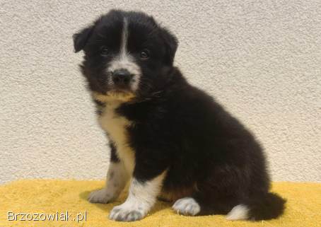 BORDER COLLIE z Hodowli -  Rasowy pies z pełną dok.  przebadani rodzice