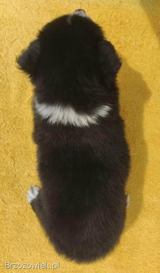 BORDER COLLIE z Hodowli -  Rasowy pies z pełną dok.  przebadani rodzice