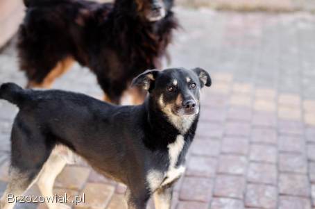 Ogonek -  spokojny,  nieśmiały,  przyjazny psiak!