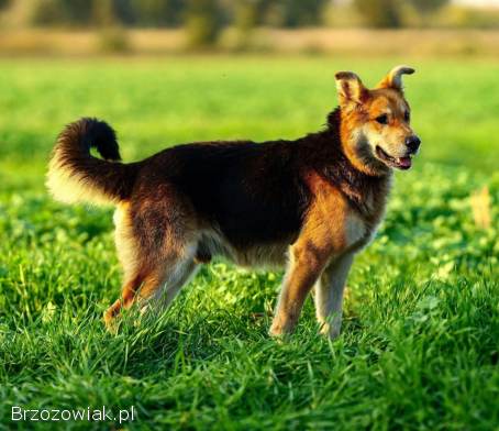 Fido -  wesoły,  przyjazny psiak szuka PILNIE domu!