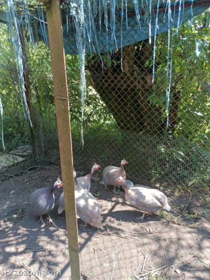 Likwidacja hodowli perliczek