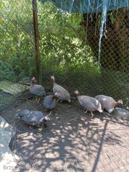 Likwidacja hodowli perliczek