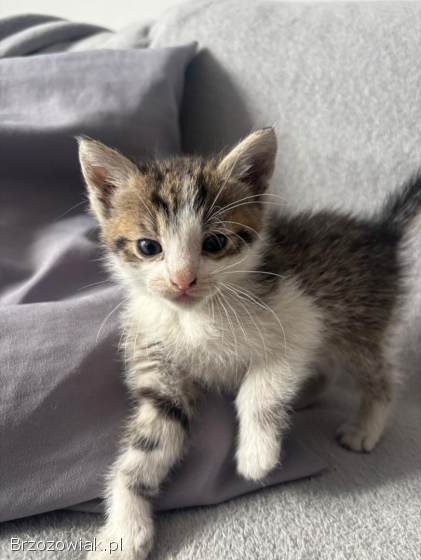 Oddam kotki w dobre ręce