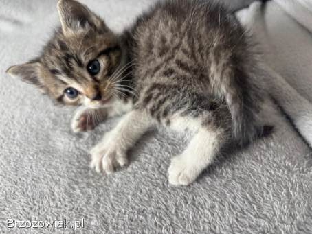 Oddam kotki w dobre ręce