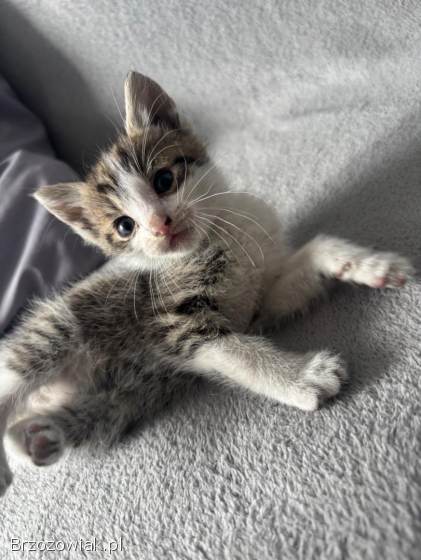 Oddam kotki w dobre ręce